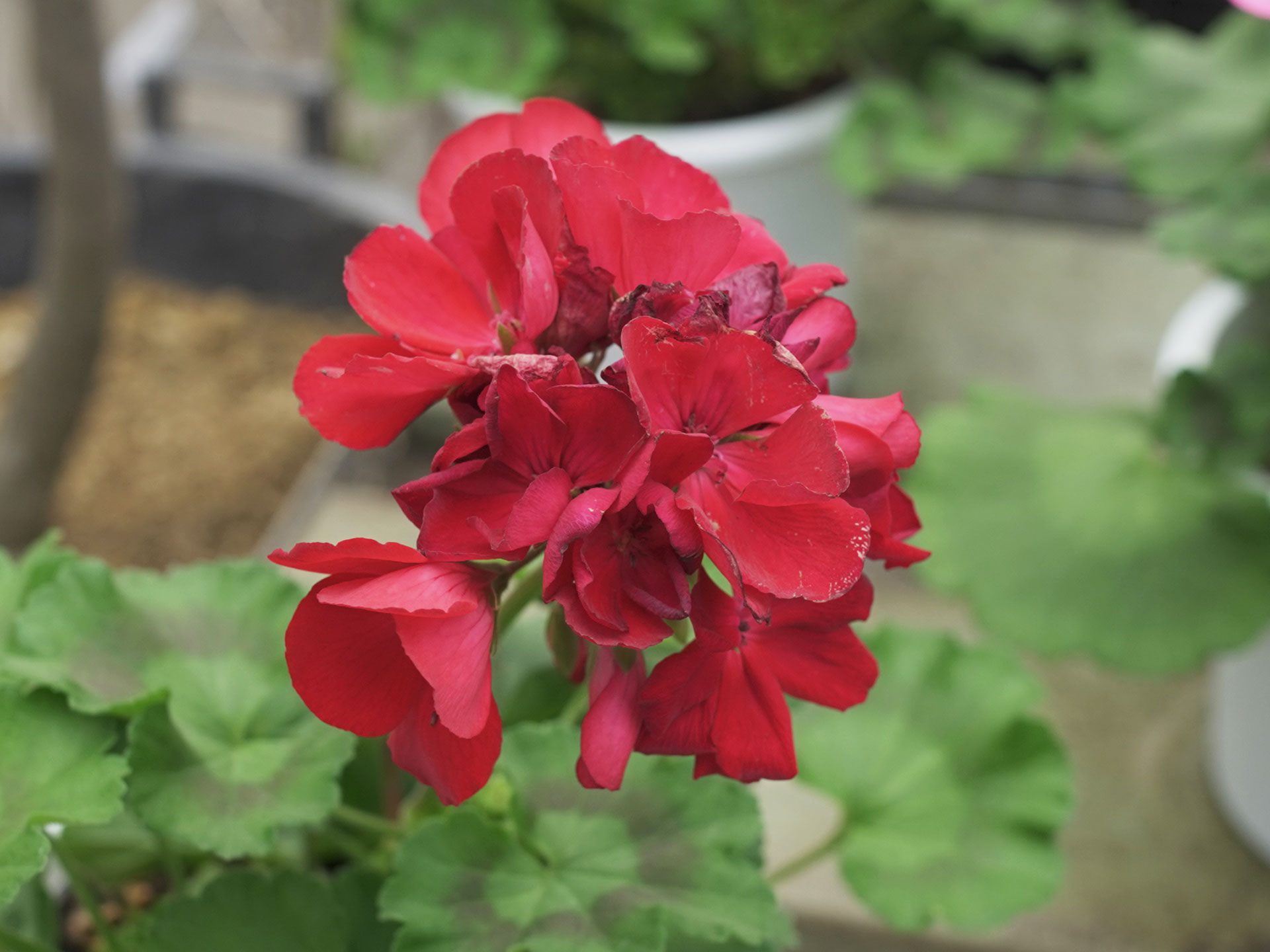 ゼラニウム（ゼラニューム） - 宿根草 | 花pitの取扱い商品