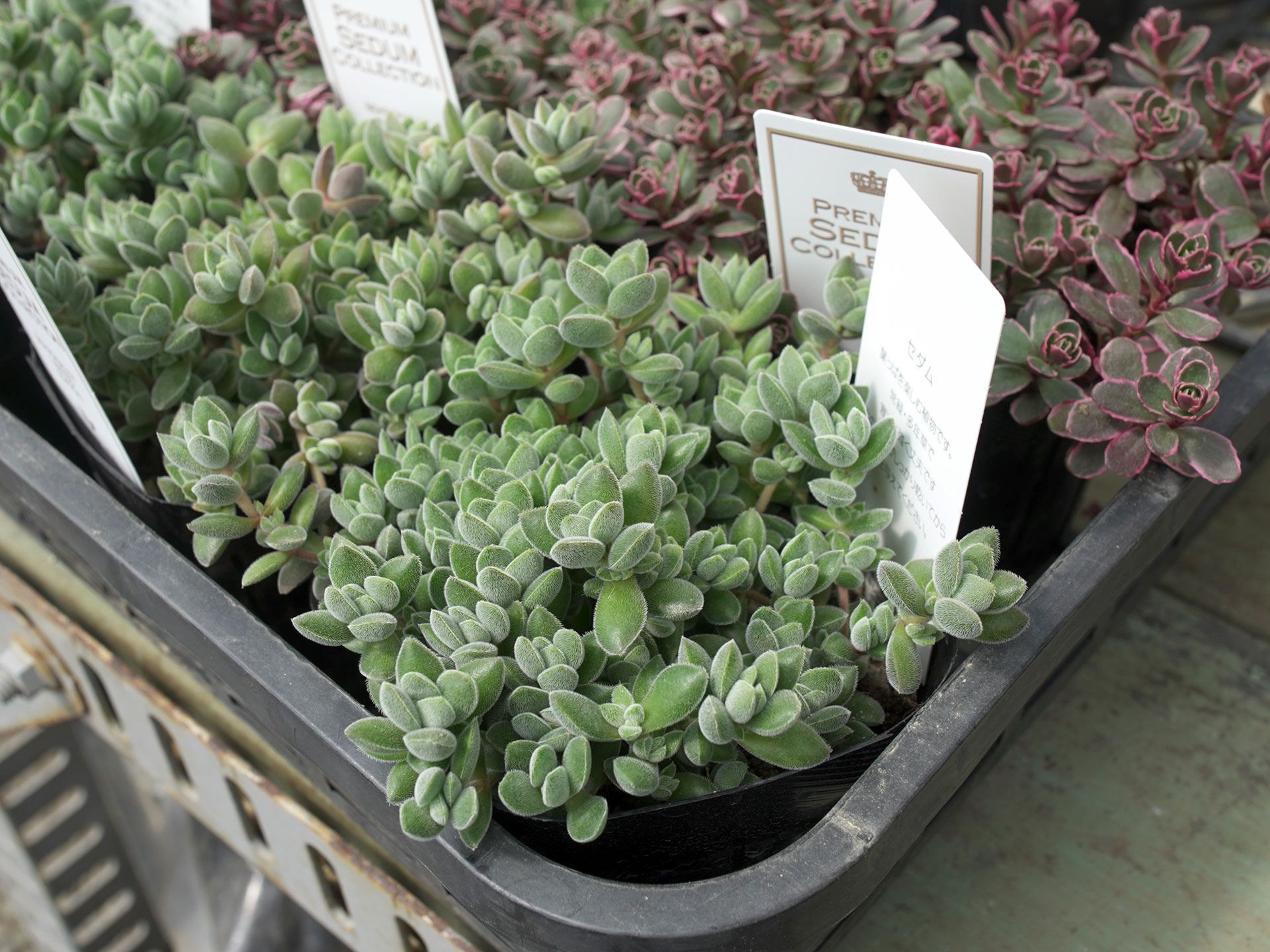 cb9482cc757716b34c0bd5d118885c