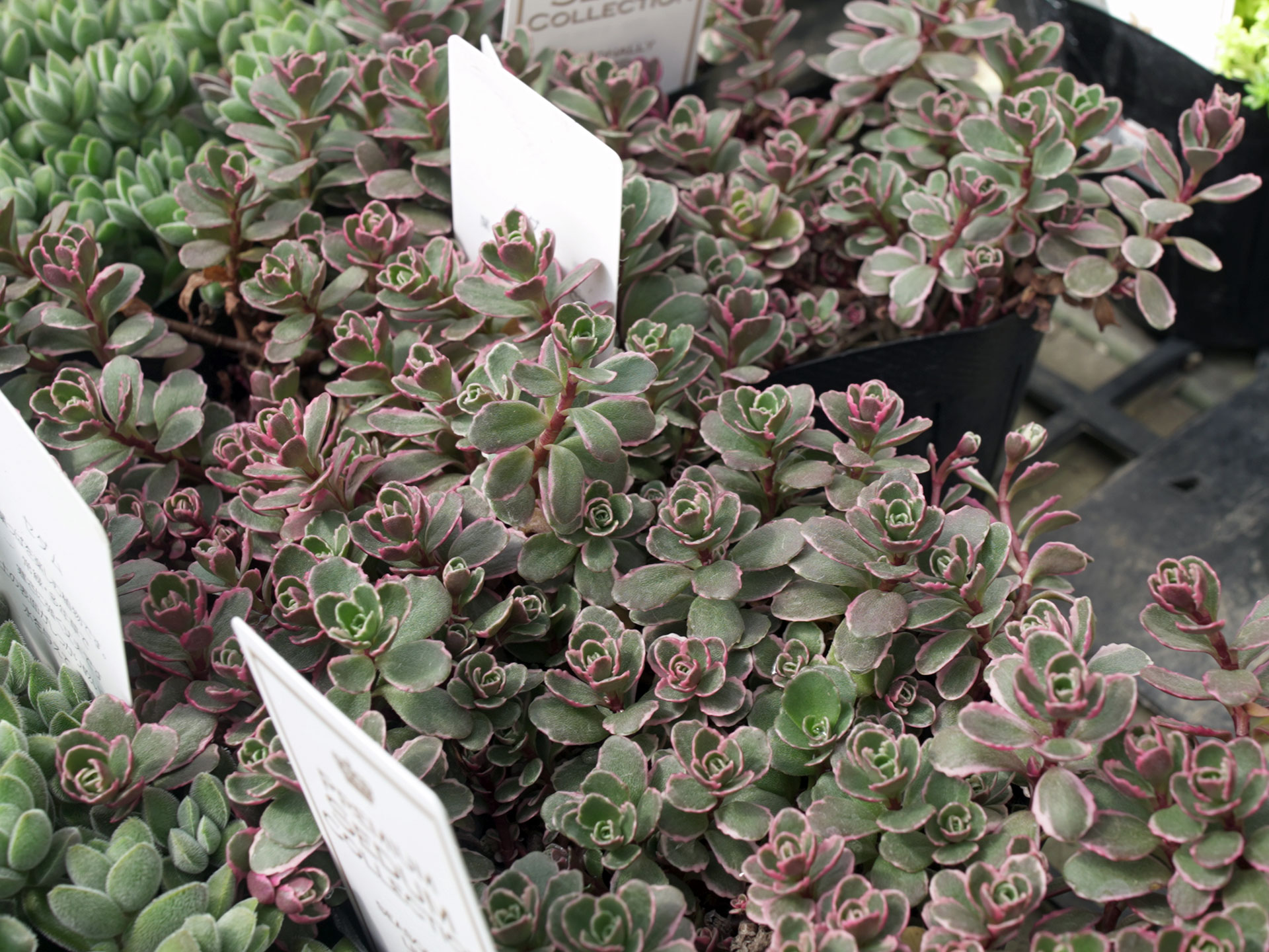 セダム - 多肉植物 | 花pitの取扱い商品